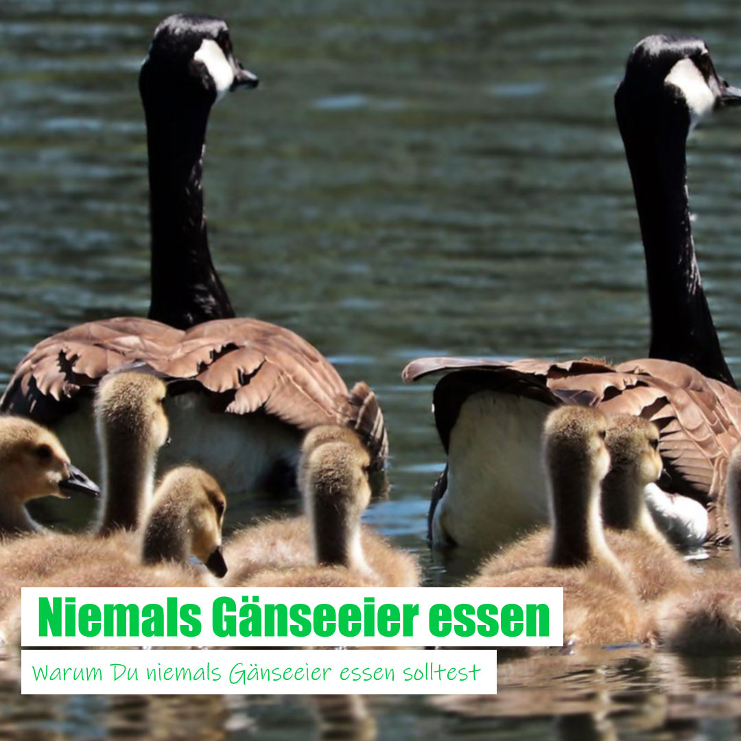 Niemals Gänseeier essen